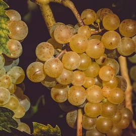 Les Vignes