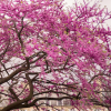 Cercis_siliquastrum