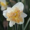 NarcissusPalmares