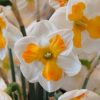 NarcissusTricollet