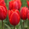 tulipa-couleur-cardinal-6301