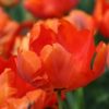tulipa-flower-power-6763a