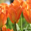 tulipa-orange-emperor-6153a