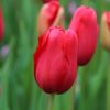 tulipa-sky-high-scarlet-reg-6613