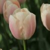 tulipa-thijs-boots-6483