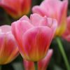 tulipa-tom-pouce-6487