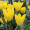 tulipa-yellow-purissima-6159